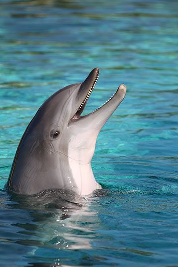 Dolphin Talking