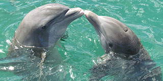 Dolphin Romance